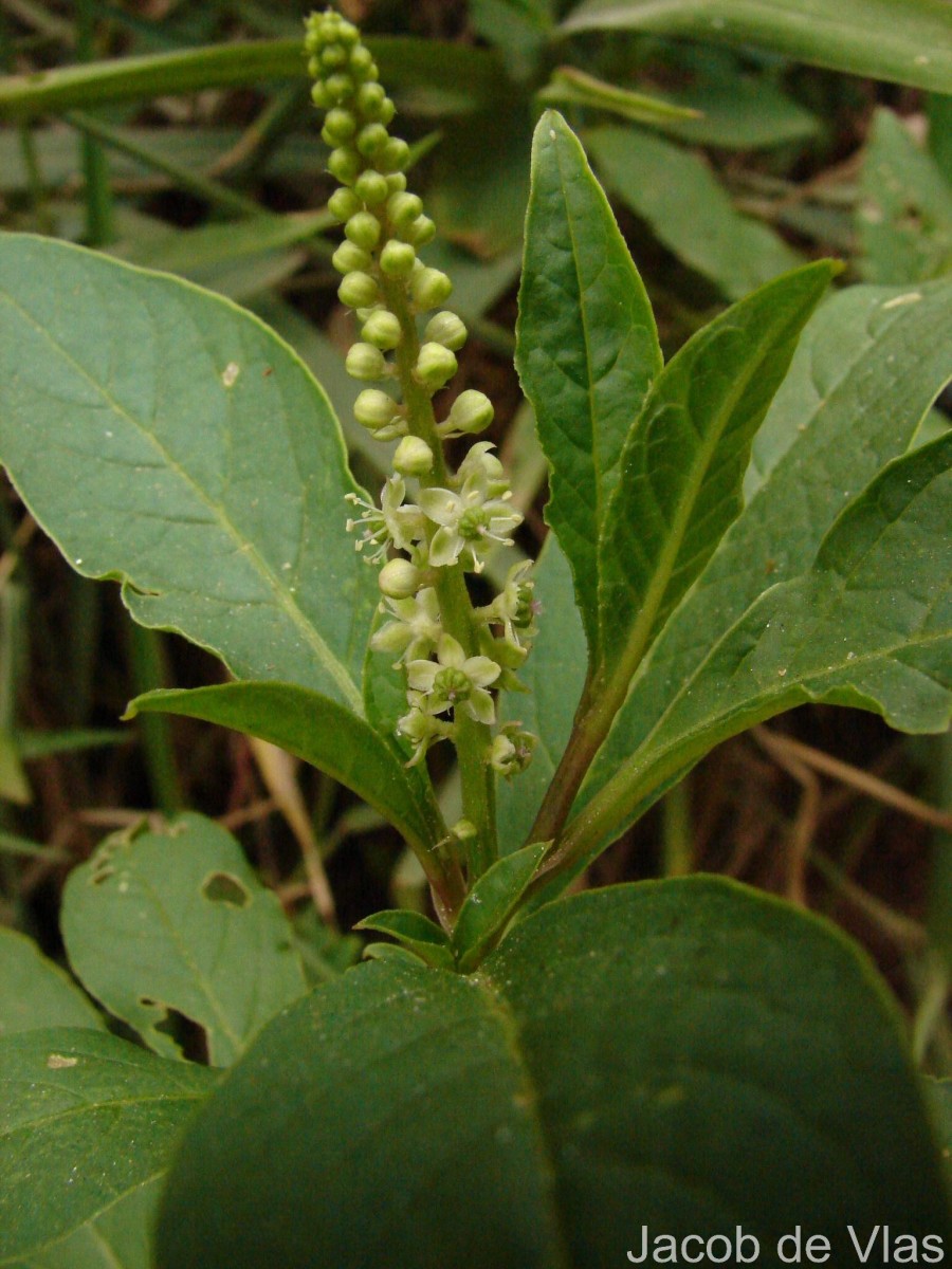 Phytolacca octandra L.